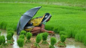 paddy-sowing